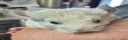 Chinchilla rodents for sale: Male chinchillas for sale - Advert 7