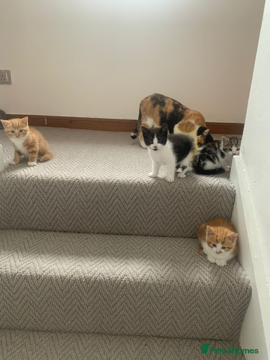 Mixed Breed cats for sale: 5 cute kittens for sale  - Image 14