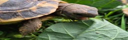 Hermann Tortoise reptiles for sale: Hermanns tortoises. 1 year old with article 10 - Advert 7
