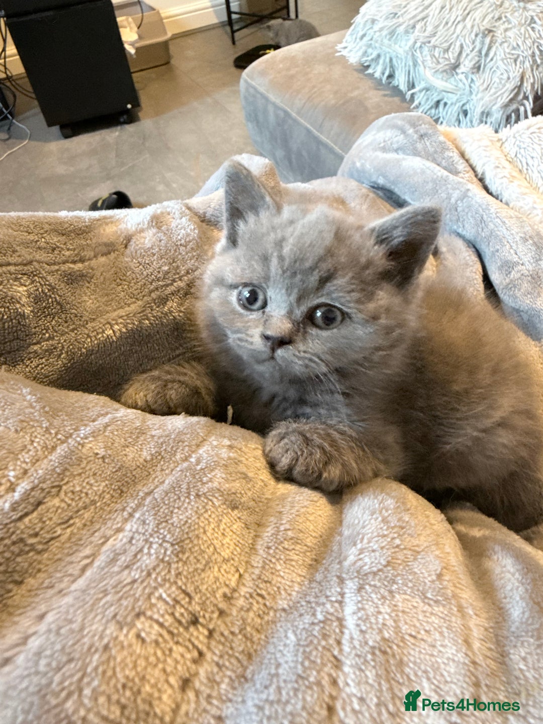 British Shorthair cats for sale: Full pedigree. Bsh kittens  - Advert 9