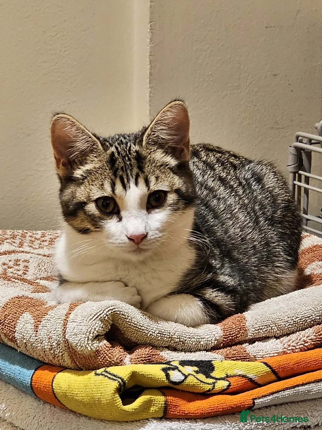 Mixed Breed cats for adoption: 2 x rescue kittens need new home(s) - Advert 2