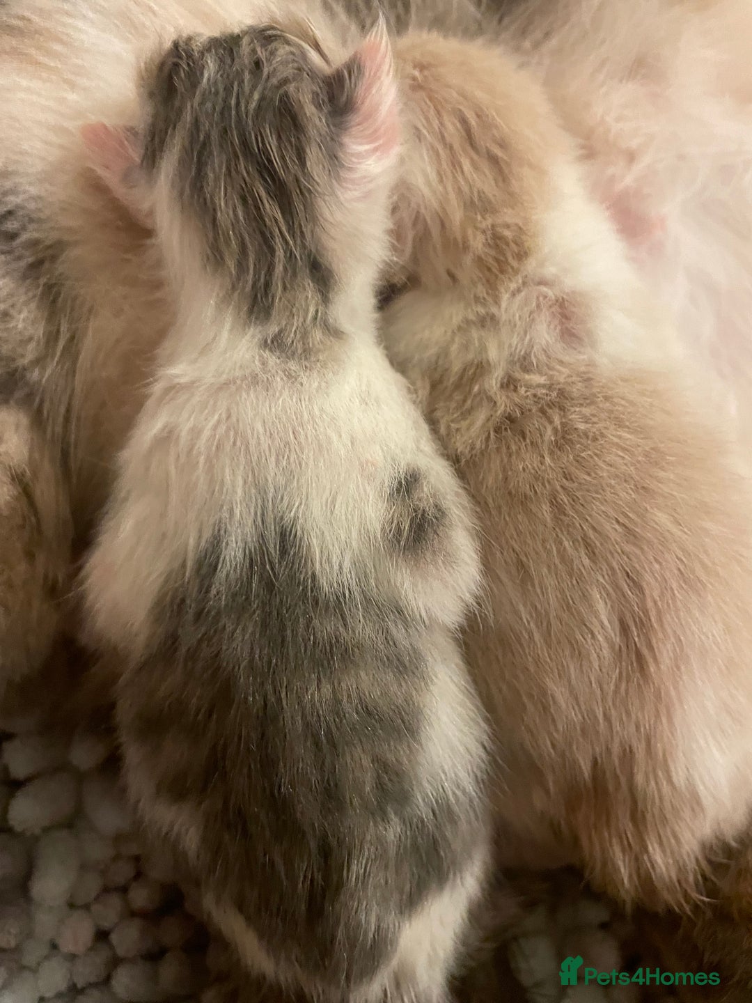 Mixed Breed cats for sale: 3 BOYS AVAILABLE - Advert 7