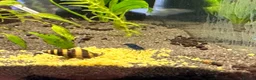 Angelfish fish for sale: Angel Fish/Shrimp/Golden Danio/Betta  - Advert 7