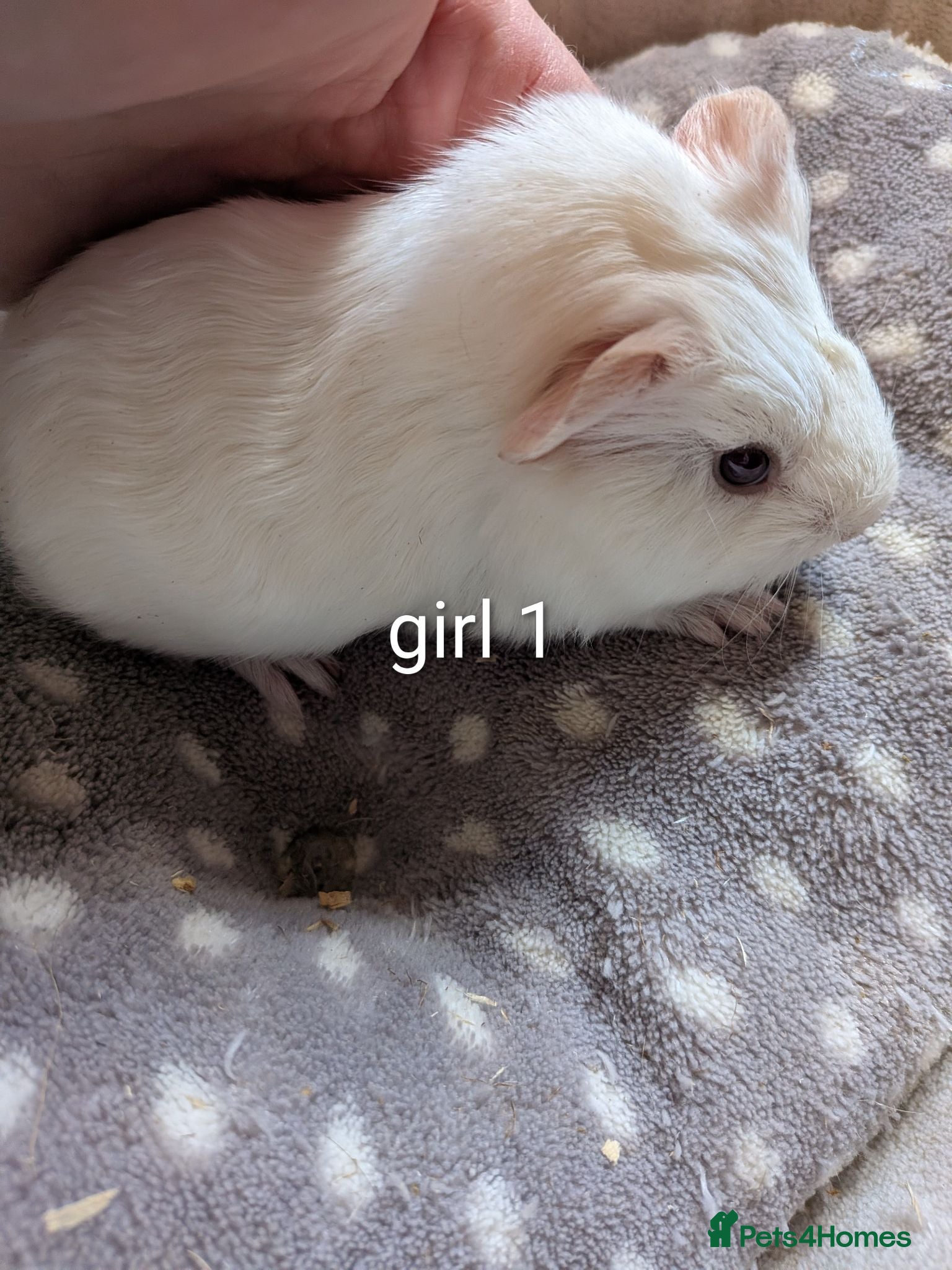 Guinea Pig rodents 3 baby girl guinea pigs  - Advert 1