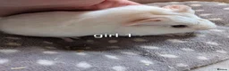 Guinea Pig rodents for sale: 3 baby girl guinea pigs  - Advert 1