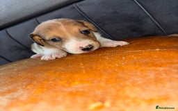 Jack Russell dogs for sale: Jack Russel puppies for sale  - Image 29