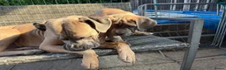 Cane Corso dogs for sale: Cane corso pups  - Advert 7