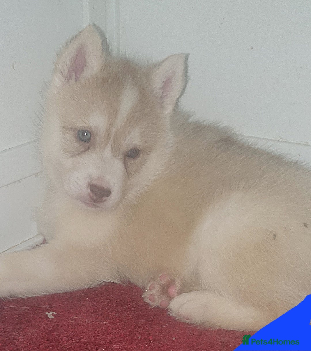 Siberian Husky dogs for sale: KC REG LITTER - Advert 3