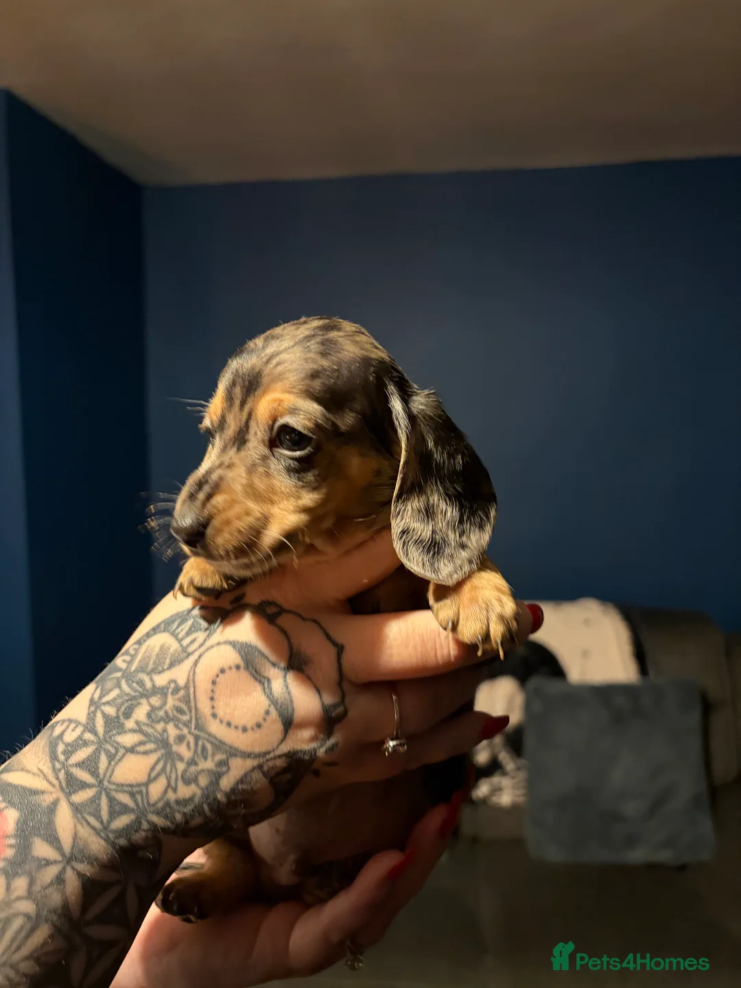 Miniature Dachshund dogs for sale: Miniature long haired Dachshund  - Advert 17