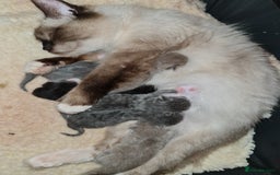 Ragdoll cats for sale: Seal mitted ragdoll/lilac bsh mix - Image 9