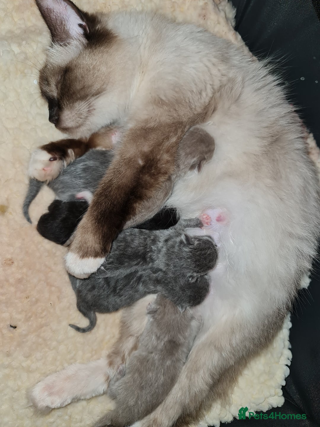 Ragdoll cats for sale: Seal mitted ragdoll/lilac bsh mix - Image 9