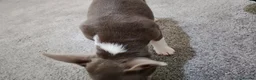 Chihuahua dogs for sale: Stunning KC REGISTERED CHIHUAHUAS 2 LEFT!! - Advert 10
