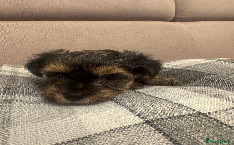 Yorkshire Terrier dogs - Advert 8