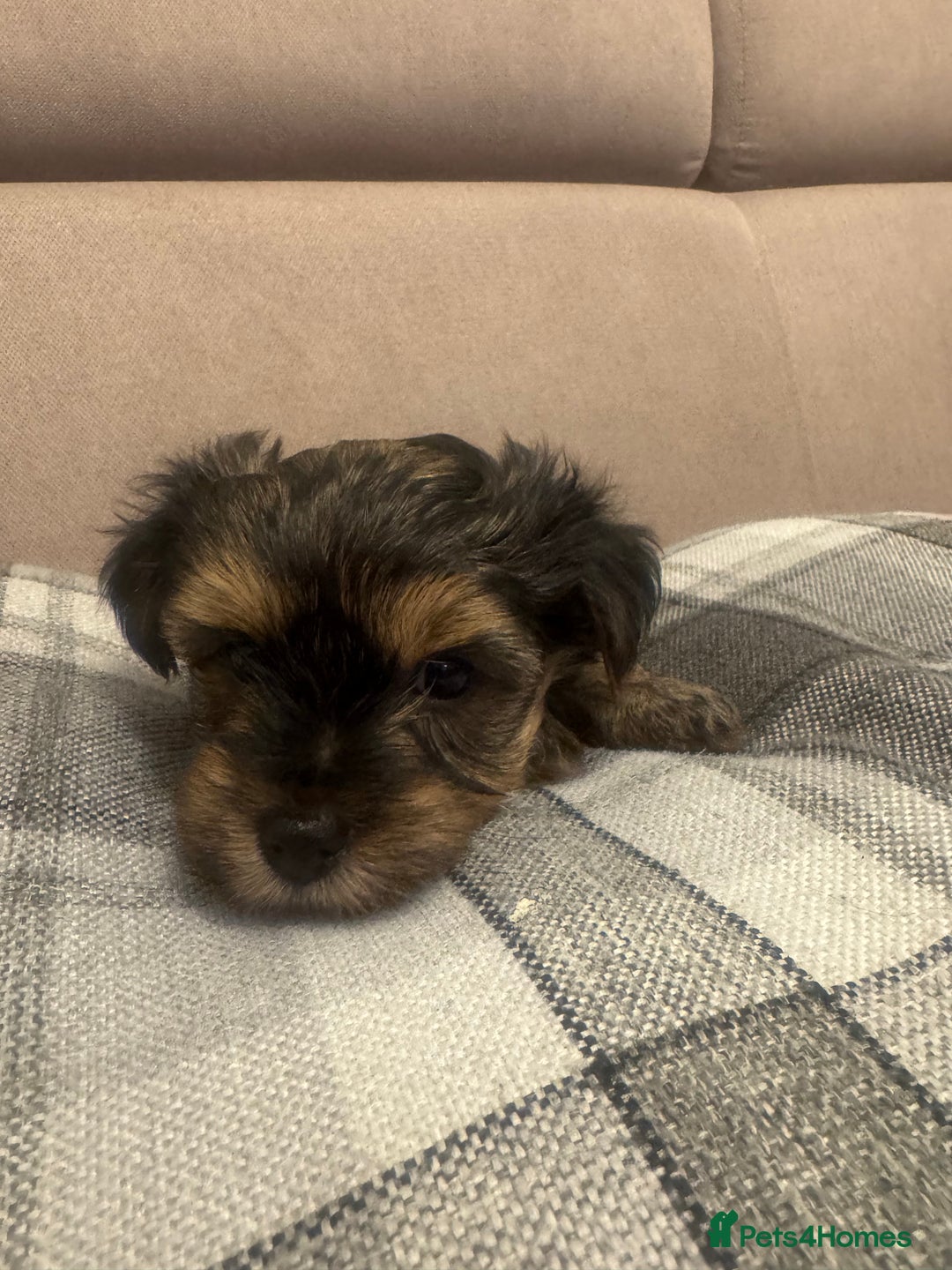 Yorkshire Terrier dogs for sale: YORKSHIRE TERRIER 2 BOYS  - Image 6