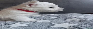 West Highland Terrier red