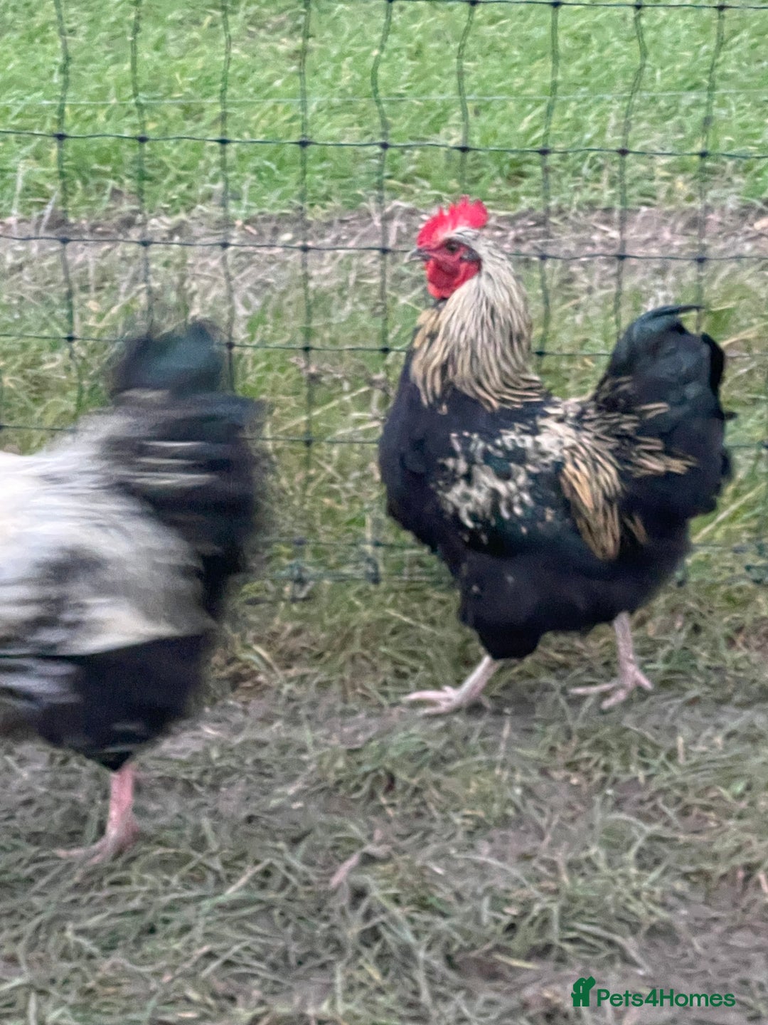 Chickens poultry for sale: Mixture of hens and cockerels - Advert 11