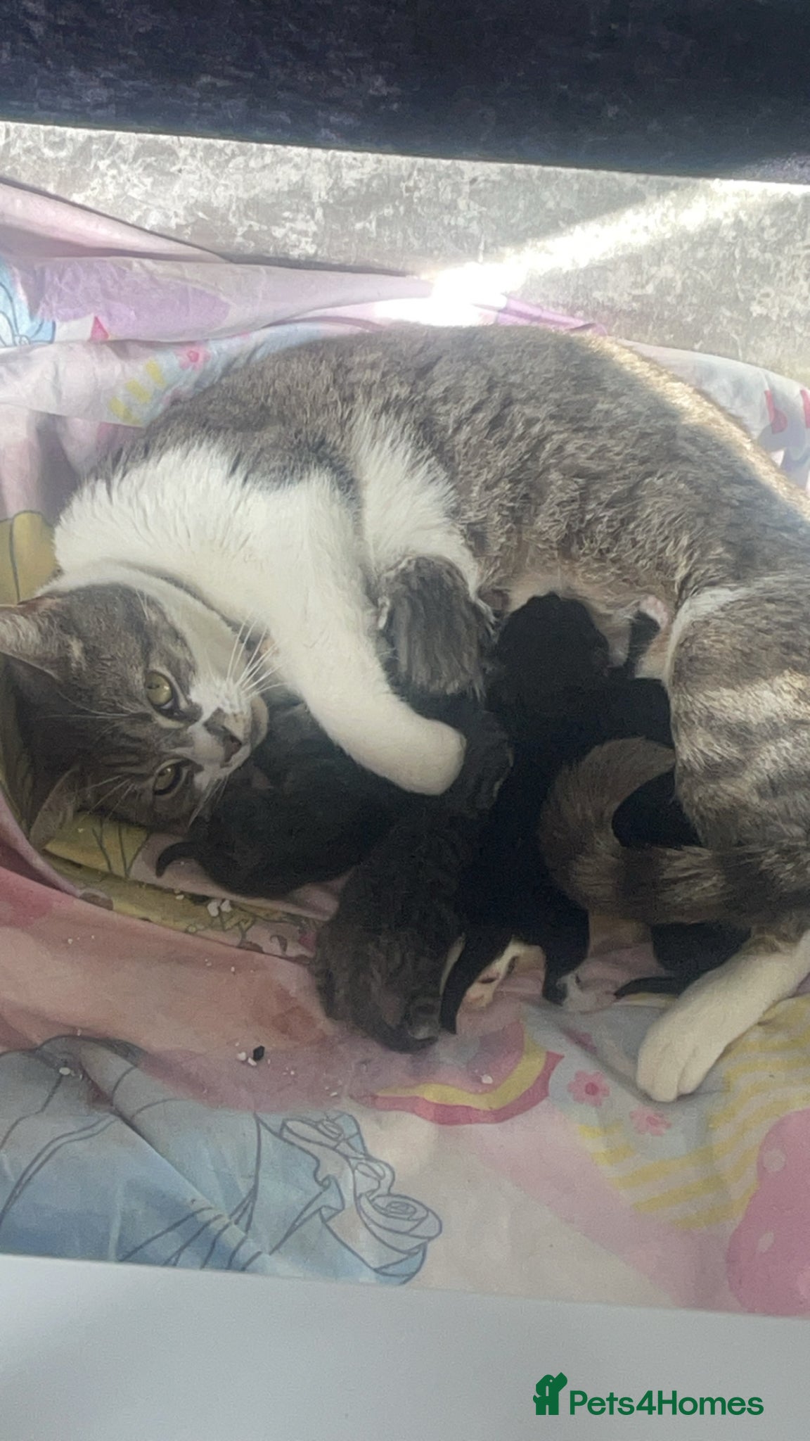 Mixed Breed cats Silver bengal mixed breed kittens  - Advert 1