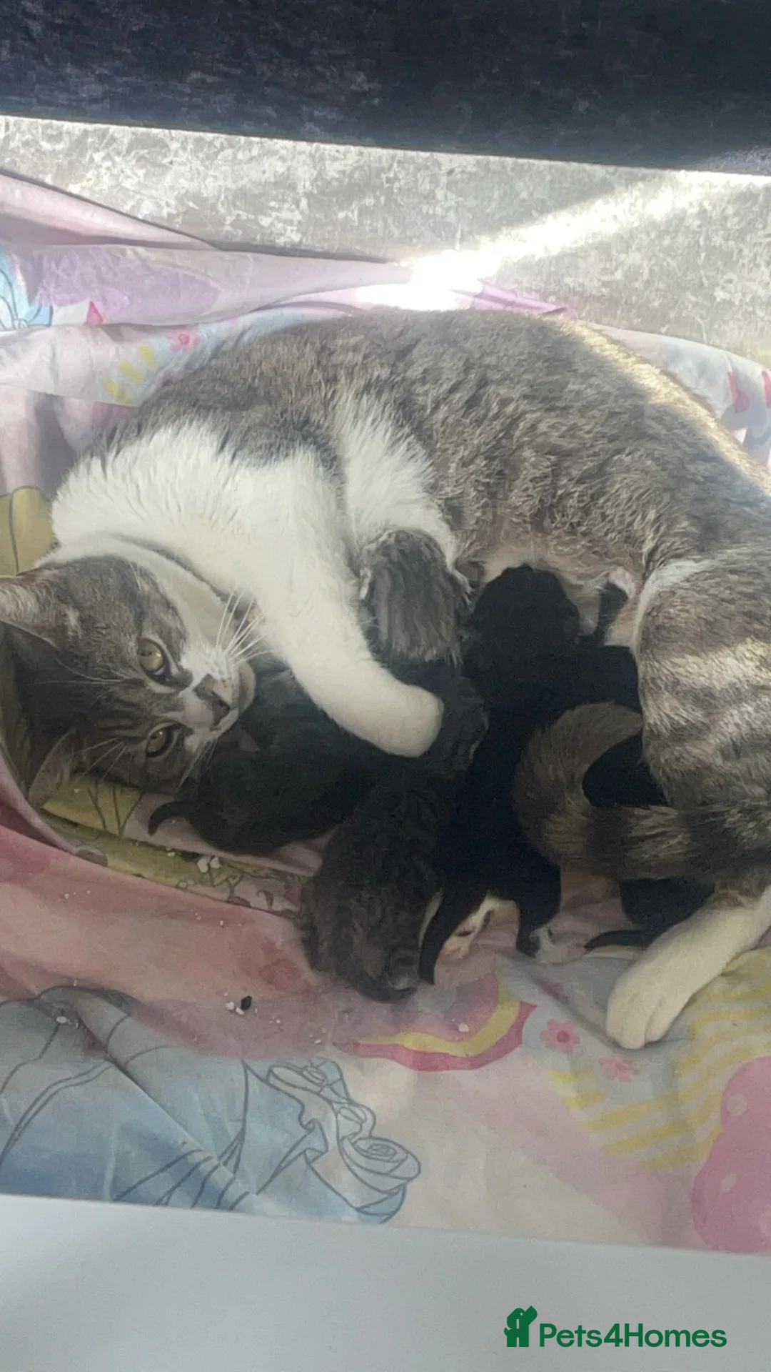 Mixed Breed cats for sale: Silver bengal mixed breed kittens  - Advert 1