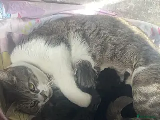 Mixed Breed cats Silver bengal mixed breed kittens - Advert 1