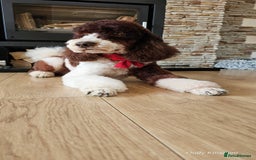 Bernedoodle dogs for stud: STUNNING FULLY HEALTH TESTED MOYEN POODLE🐾  - Image 8