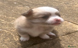 Pomchi dogs for sale: Perfect Pomchi Puppies - Image 3