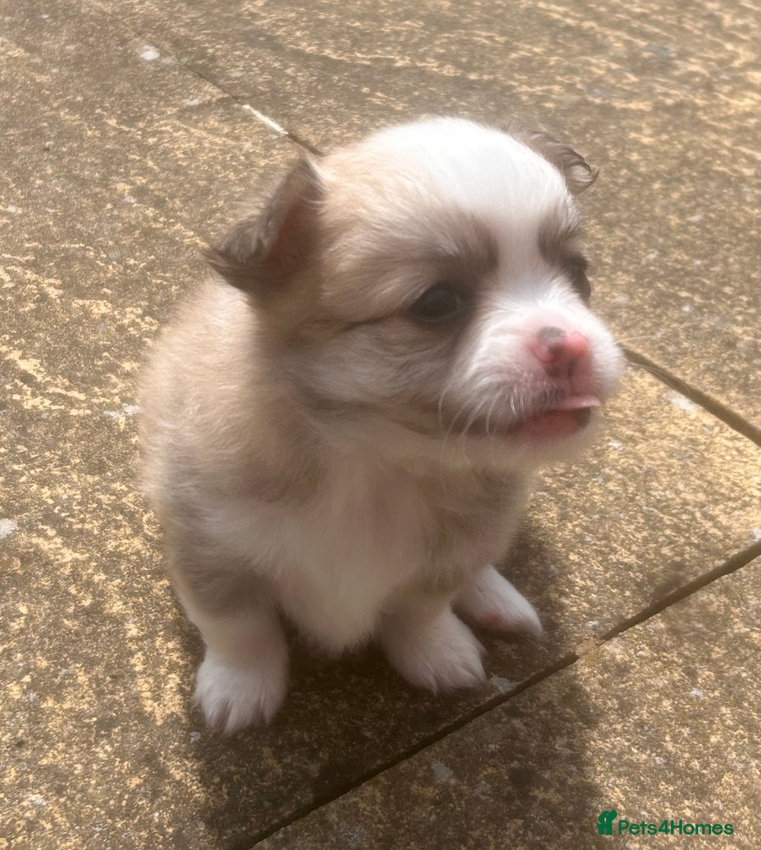 Pomchi dogs for sale: Perfect Pomchi Puppies - Image 3