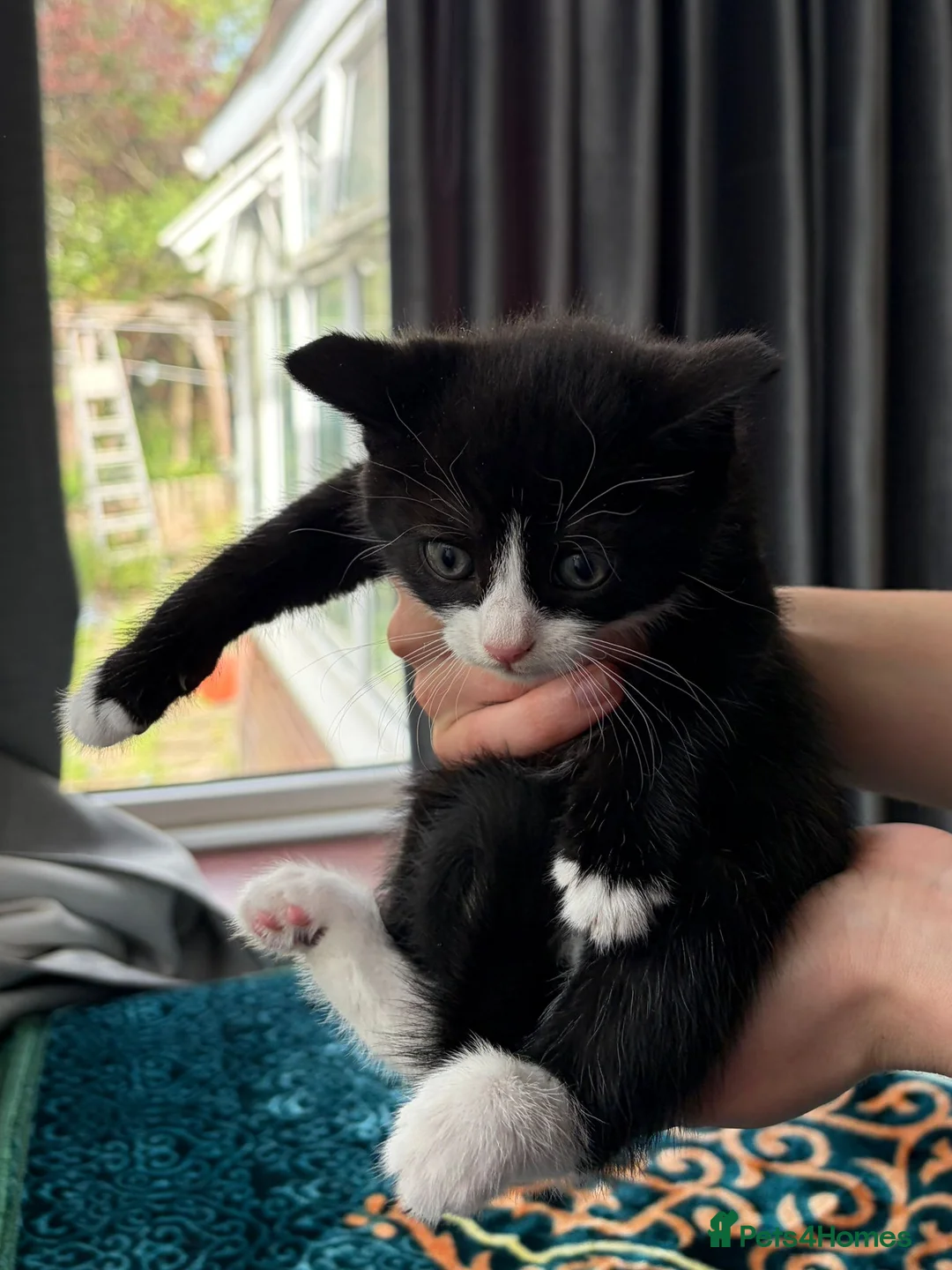 Mixed Breed cats for sale: Cute fluffy kittens - Advert 18