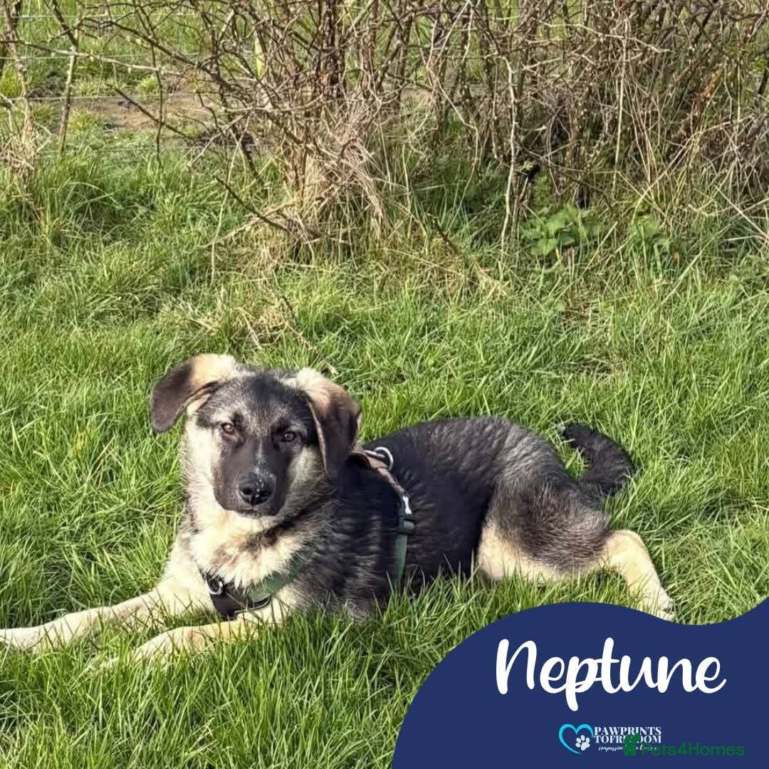 Mixed Breed dogs Meet Neptune,currently residing in Oxfordshire  - Advert 2