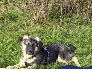 Mixed Breed dogs Meet Neptune,currently residing in Oxfordshire - Advert 2