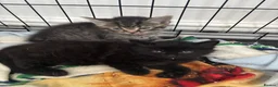 Mixed Breed cats for sale: Kittens  - Advert 6