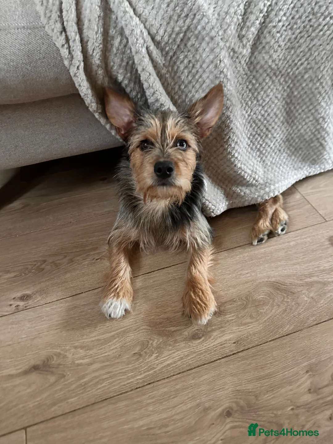 Mixed Breed dogs for sale: Beautiful little Rex  - Advert 2