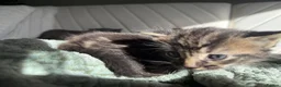 Mixed Breed cats for sale: 4 kittens looking for new home  - Advert 3