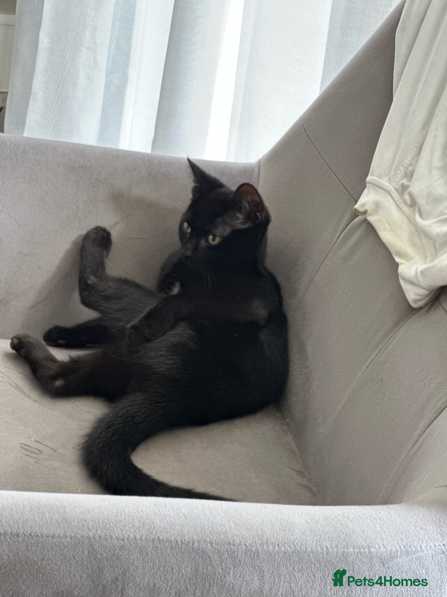 Mixed Breed cats Black kitty  - Advert 8