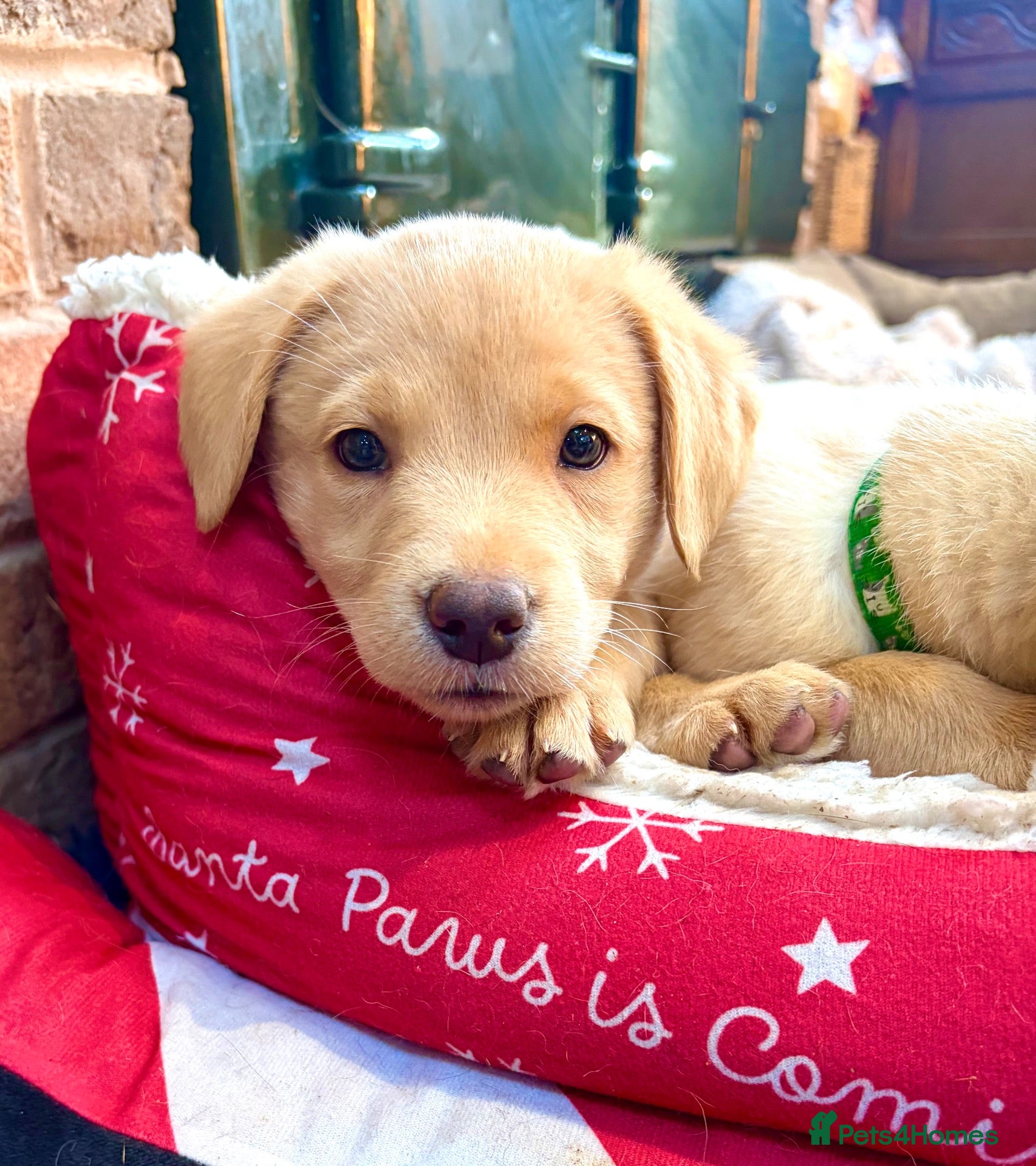 Labrador Retriever dogs Final boys available to meet pedigree KC Reg labs - Advert 18