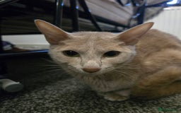 Siamese cats for sale: 2 chocolate point siamese girls and one Havana boy - Image 9