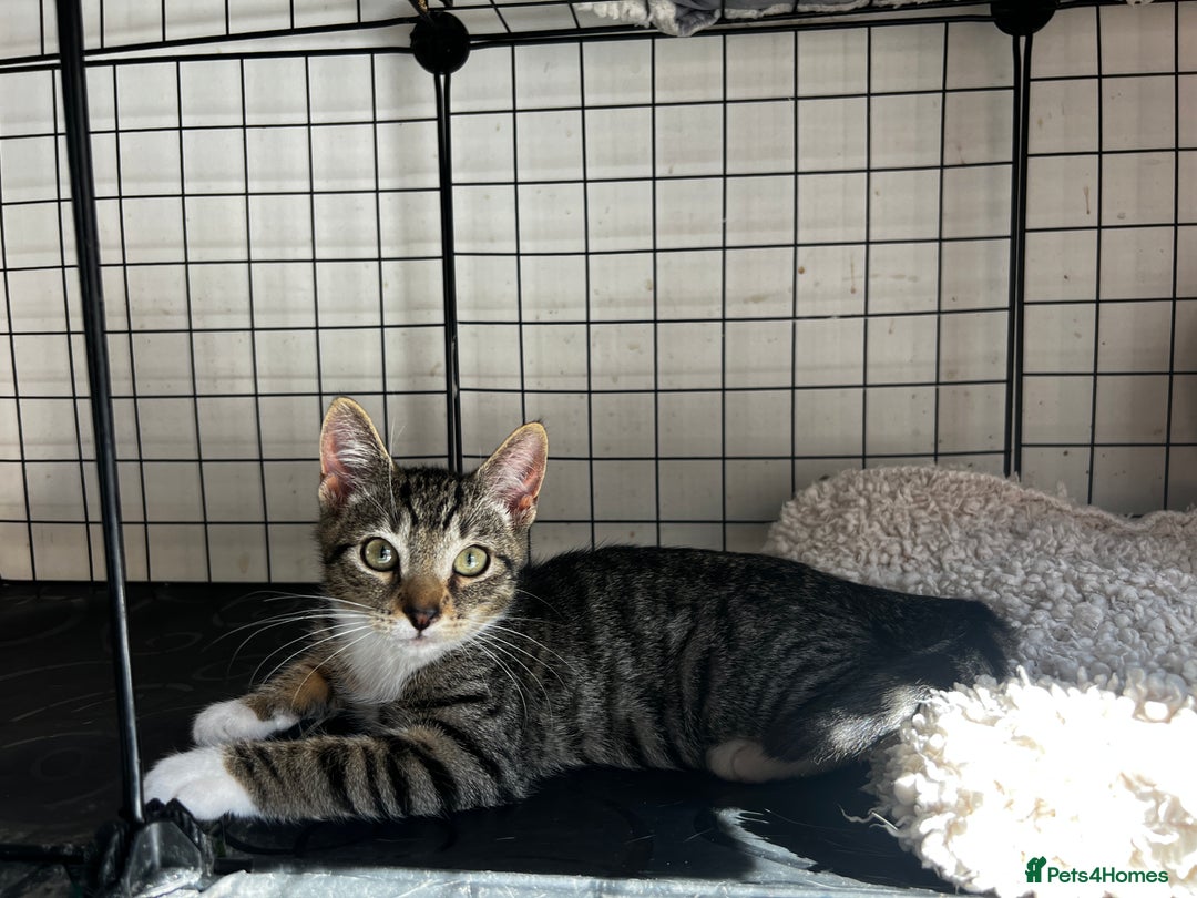 Turkish Angora cats for sale: ⭐️ Beautiful Turkish Angora X Bengal kittens ⭐️ - Image 3