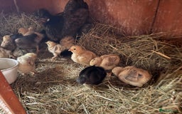 Chickens poultry for sale: Silkie cross hen with chicks  - Image 3