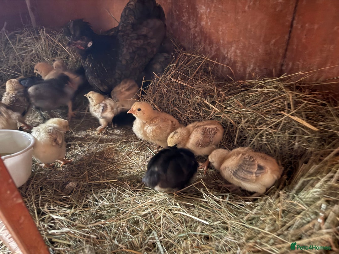 Chickens poultry for sale: Silkie cross hen with chicks  - Image 3