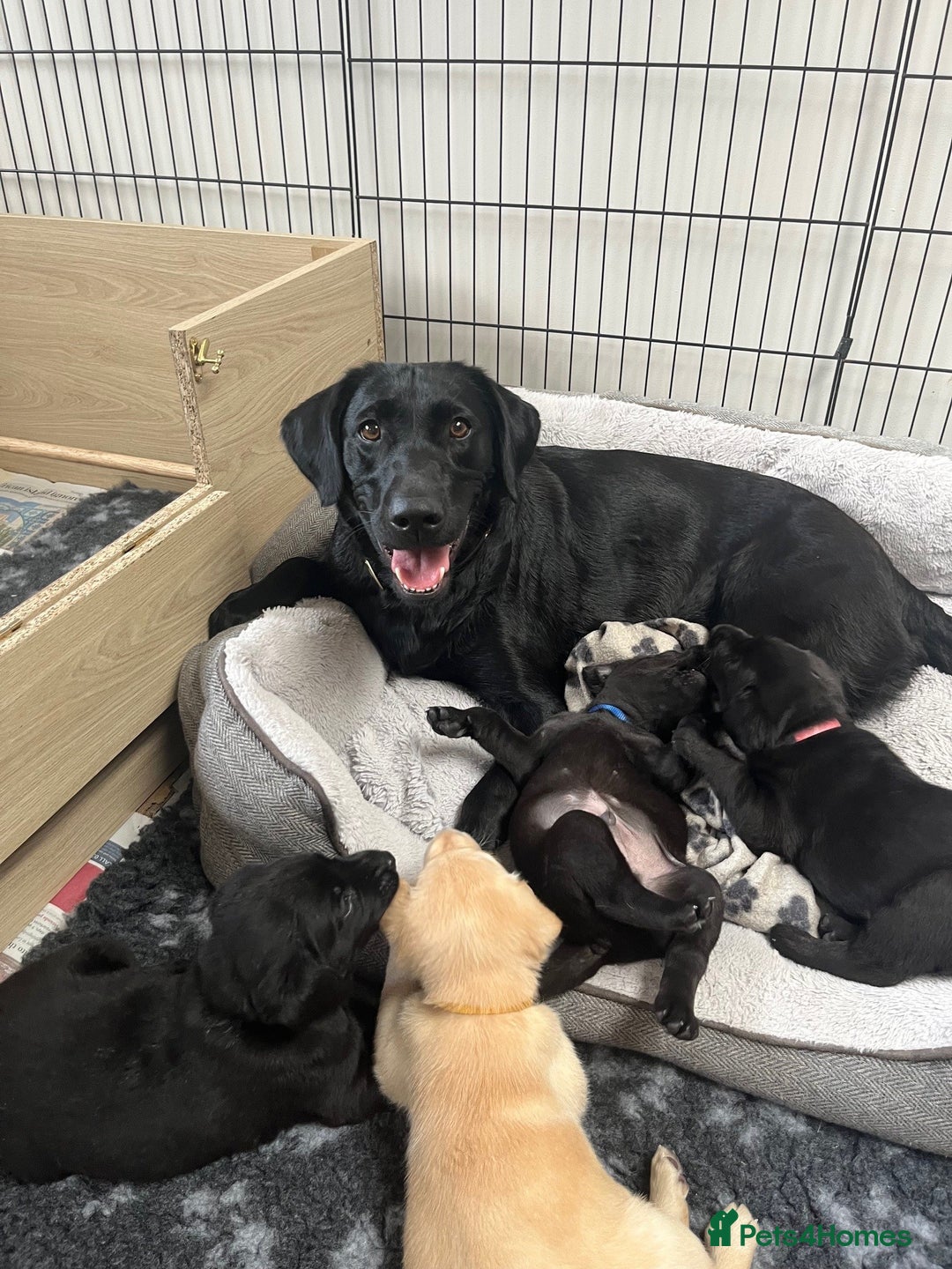 Labrador Retriever dogs for sale: 1 x Black Dog - KC reg, FTCH sired in Droitwich - Image 11