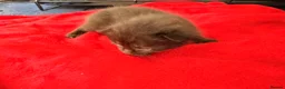 Mixed Breed cats for sale: 1/4 Maine coon cross mixed breed  - Advert 22