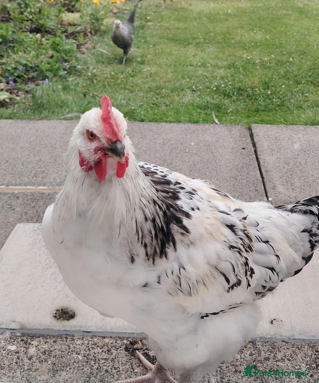 Chickens poultry for sale: Lemon: Standard size cockerel/rooster 3 months old - Advert 5