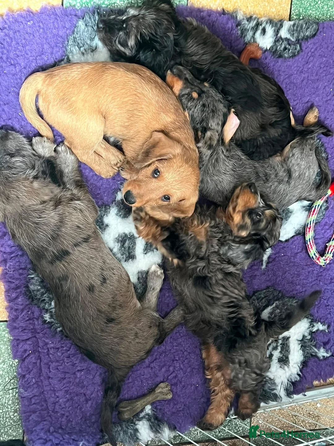 Doxiepoo dogs for sale: Doxiepoos due mid August waiting list open - Advert 2