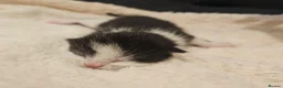 Mixed Breed cats for sale: 8 Beautiful Kittens – Deposits Now Being Taken - Advert 4