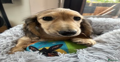 Miniature Dachshund dogs - Advert 3
