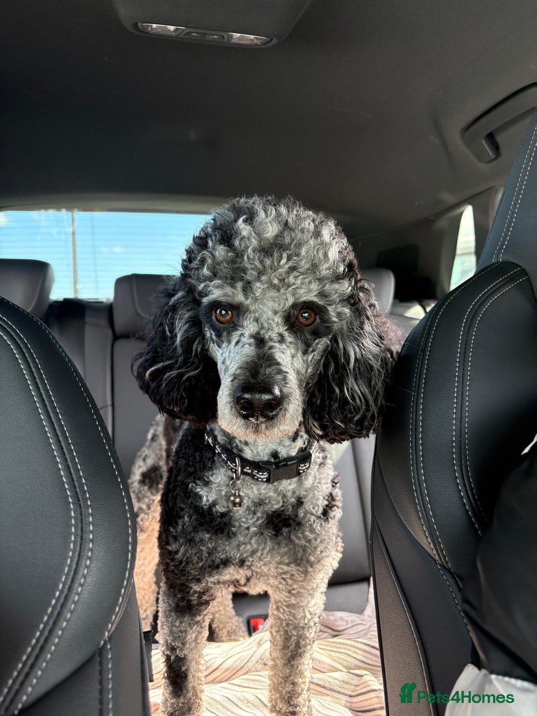 Miniature Poodle dogs for stud: Yogi Bear - Merle Miniature Poodle for Stud - Image 2