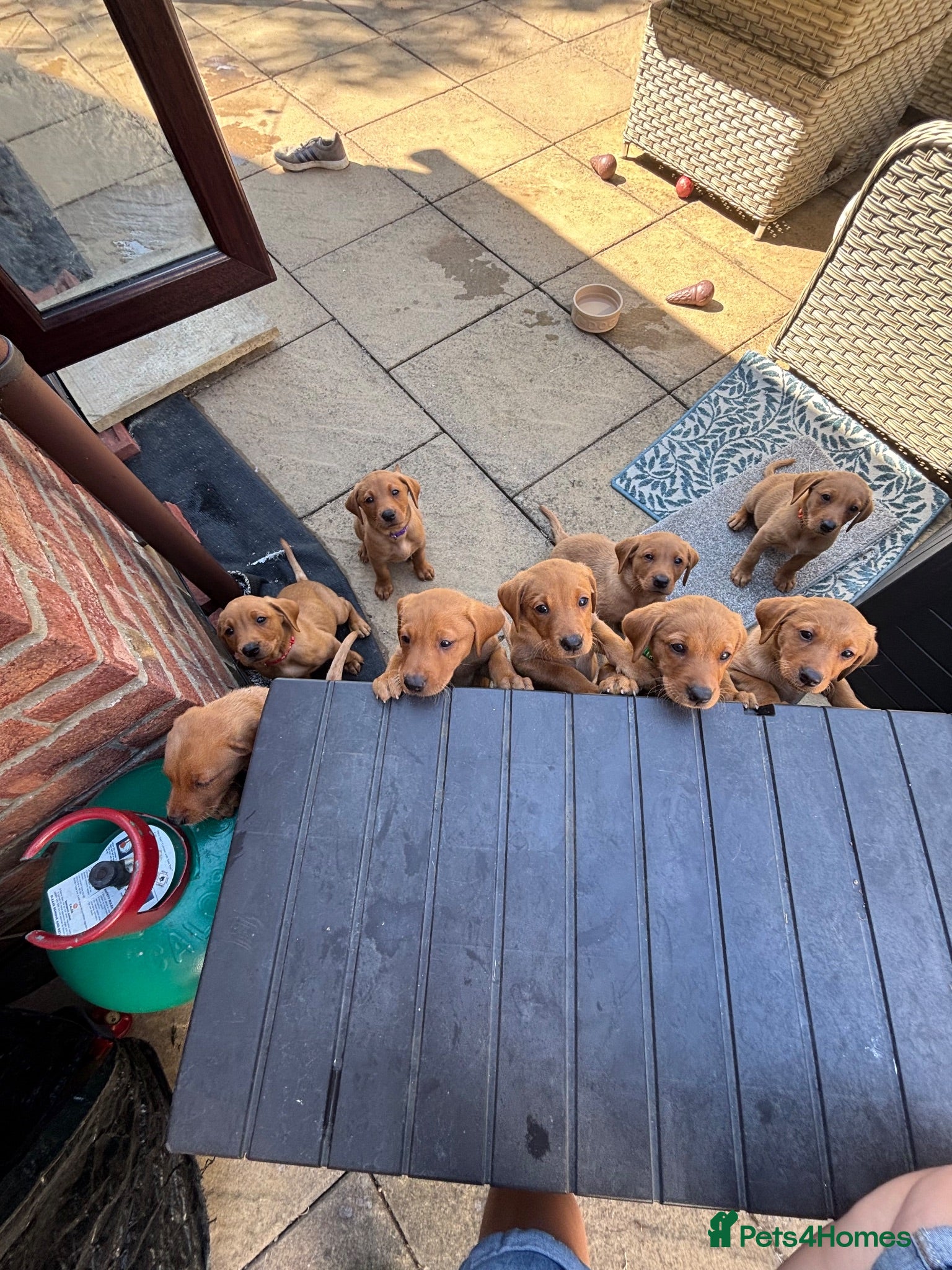 Labrador Retriever dogs Fox Red Labrador Puppies - Advert 16