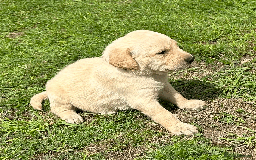 Labradoodle dogs for sale: Gorgeous F1b Labradoodle Puppies for loving homes. - Image 8