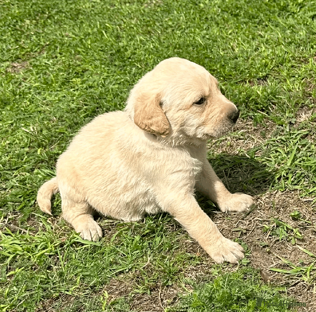 Labradoodle dogs for sale: Gorgeous F1b Labradoodle Puppies for loving homes. - Image 8