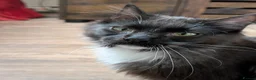 Ragdoll cats for sale: Gorgeous Tuxedo Smoke Ragdoll Cross Boy - Advert 1