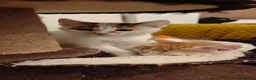 Mixed Breed cats for sale: Ginger-and-white boys and one Clico girl - Advert 23